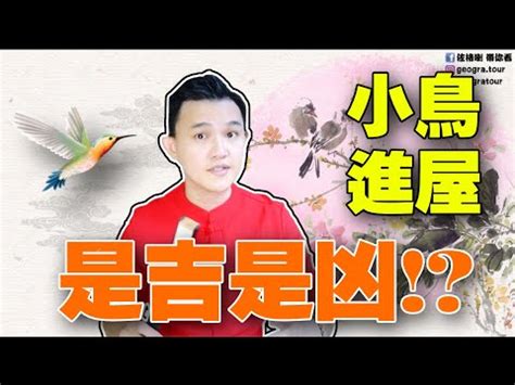 鳥築巢吉兆|鳥巢風水：家居好運大提升